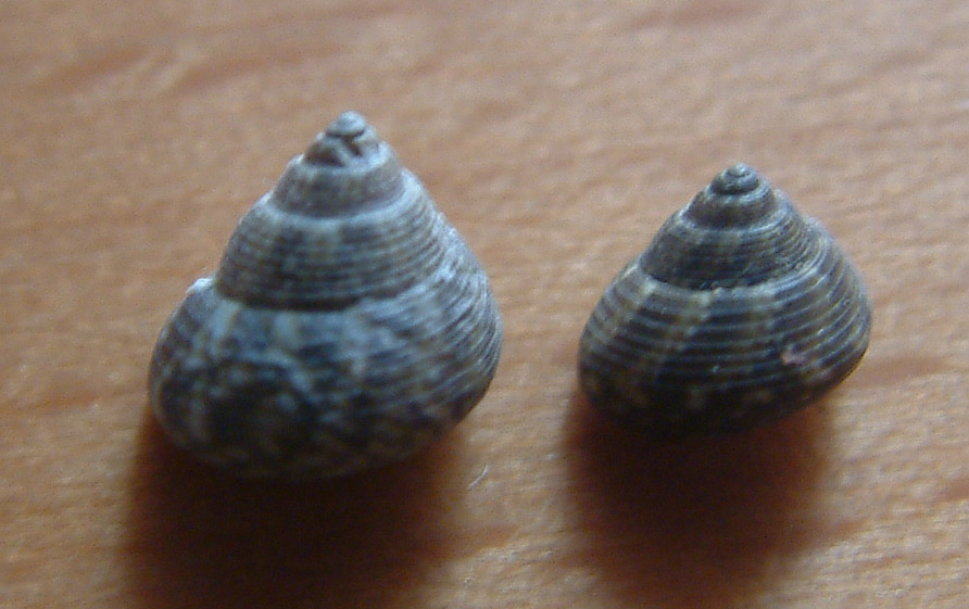 Gibbula adansonii e Gibbula turbinoides